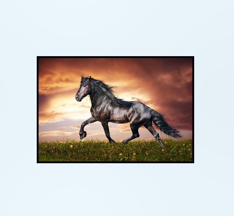 Caballo Negro 2