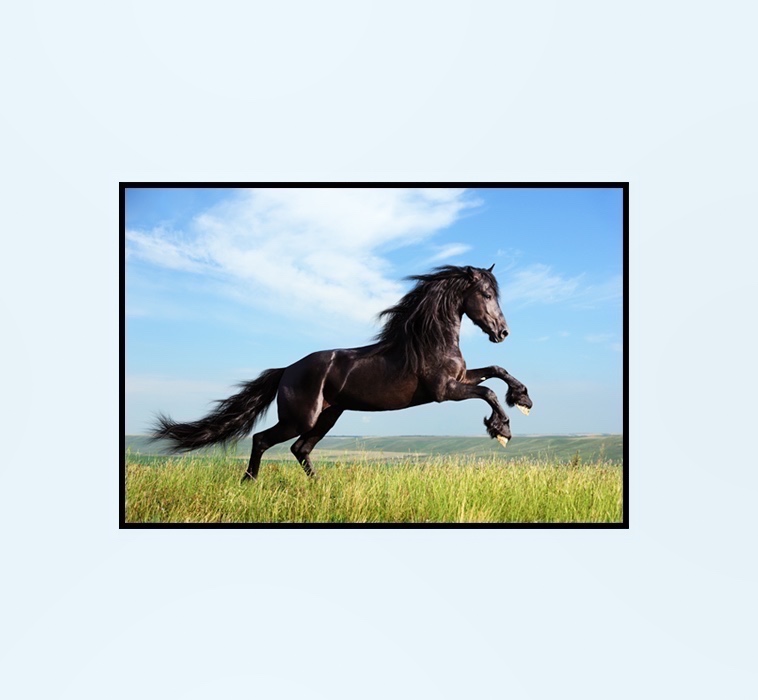Caballo Negro